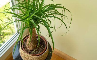 4 Pet-Friendly Houseplants for Homeowners